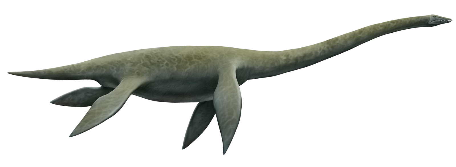 Plesiosaur