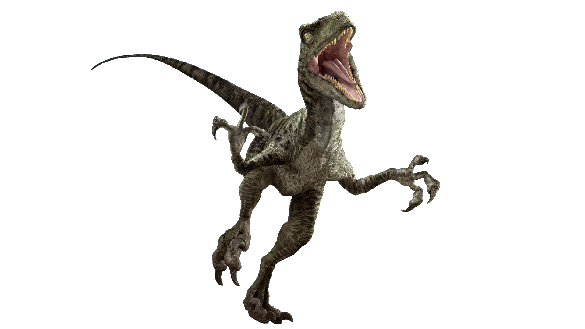 Velociraptor